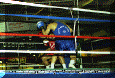 Pugilato-02.gif (72302 byte)