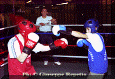 z-Pugilato-16.gif (63276 byte)