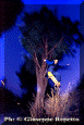 It-Sk-001.gif (56035 byte)