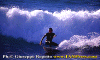 02-Fiore-004.gif (70634 byte)