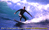 02-Fiore-006.gif (81153 byte)