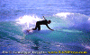 02-Fiore-007.gif (86254 byte)