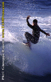 D.Bono-001.gif (77600 byte)