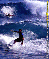 Gino-002.gif (109600 byte)