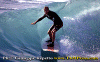 Pippo-003.gif (77386 byte)