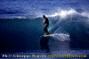 celso-001.gif (70285 byte)
