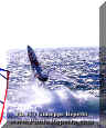 RV-Wind-Surf-012.jpg (36532 byte)