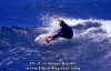 PP-Surf-008.jpg (63498 byte)