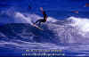 PP-Surf-015.jpg (57704 byte)