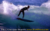 11-ww-002.gif (75063 byte)