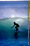 11-ww-010.gif (73945 byte)